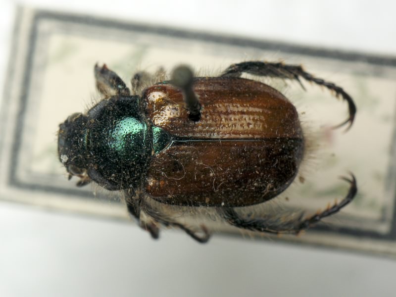 Phyllopertha horticola (Linnaeus, 1758)